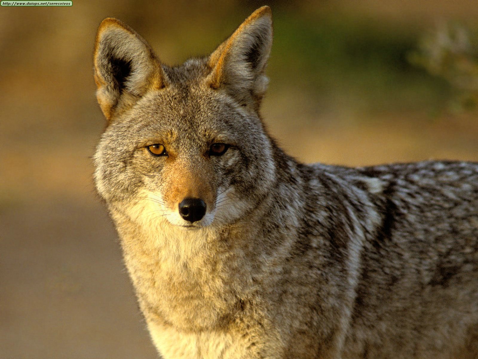 Fotos De Coyotes